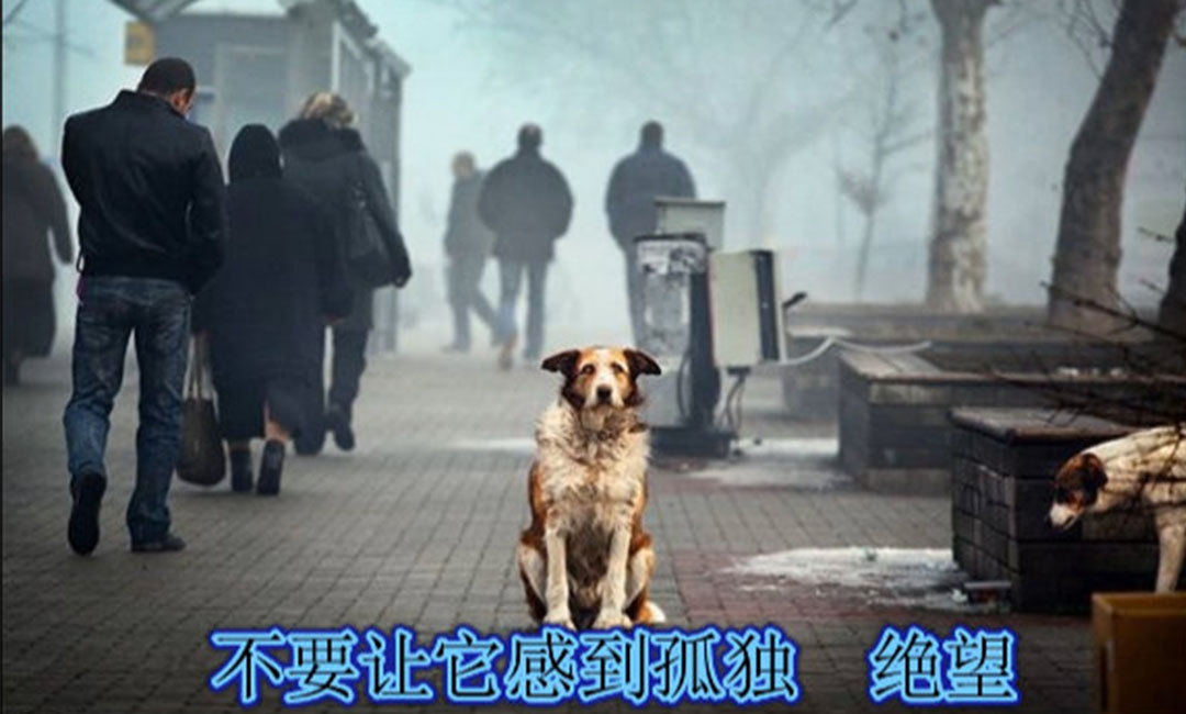 安康安康爱影圈微博微信转发案例
